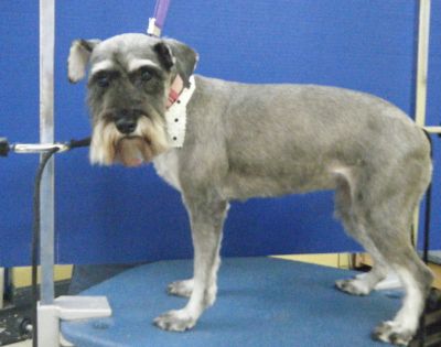 schnauzer summer cut