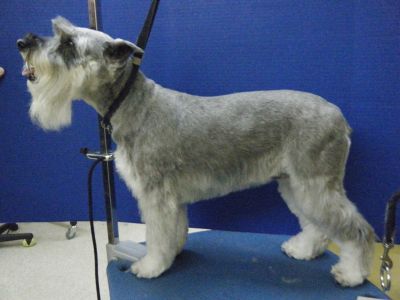 schnauzer summer cut